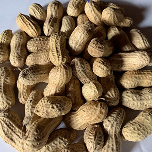 Bird Feed 10 lb T672336