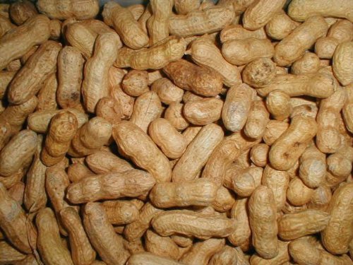 Bird Feed 10 lb T672336
