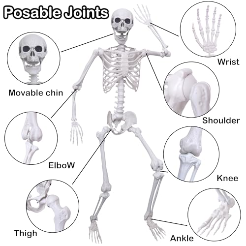 5.4Ft Posable Plastic Skeletons 2Pack L510