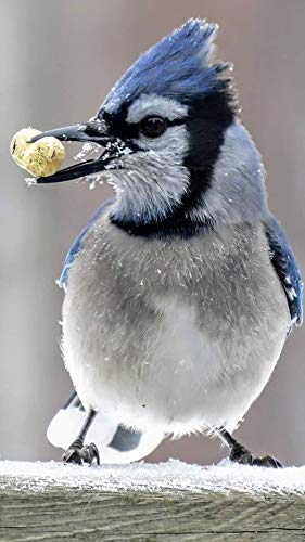 Bird Feed 10 lb T672336