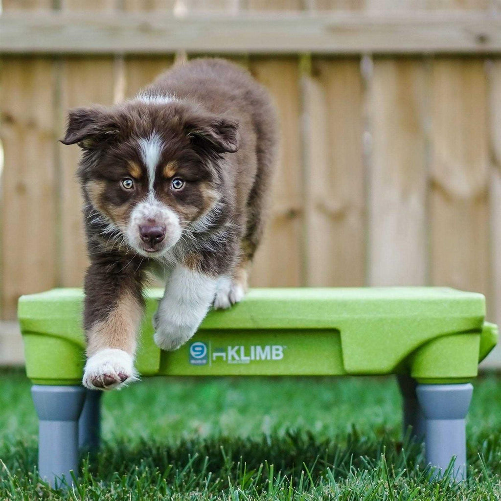 Dog Training Platform & Agility System F116875