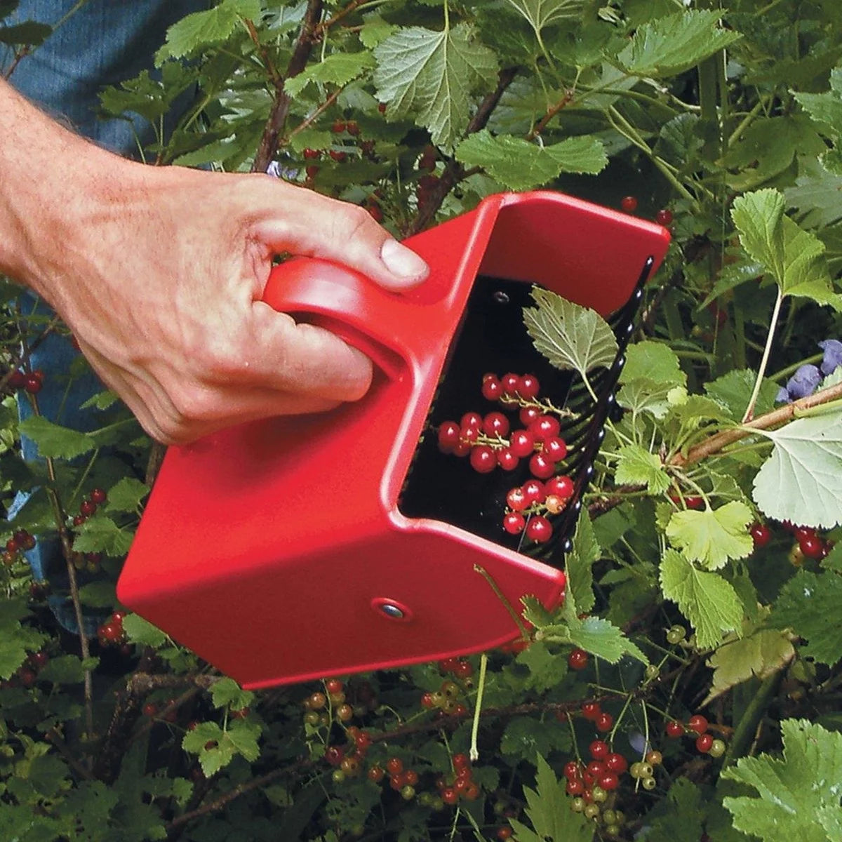 Plastic Berry Picker with Metallic Comb 24 x 14 cm P326